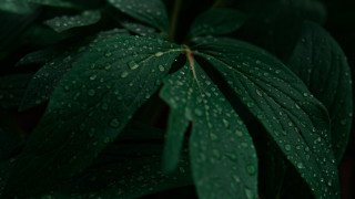 Green leaf water droplets red 2 - a green leaf free wallpaper