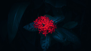 Red flower green leaves night - visible free wallpaper