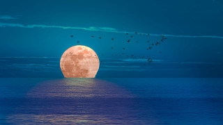 Full moon ocean birds blue - a few bird free wallpaper for desktop