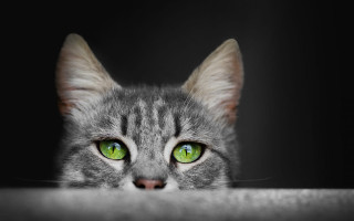 Black cat green eyes table 2 - green eye free wallpaper