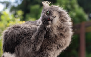Long haired cat looking up - its eye wide open free wallpaper