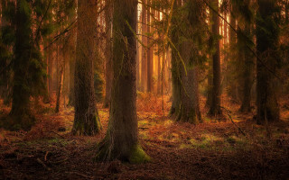 Forest autumn leaves bushes path - lot of trees and grass free wallpaper