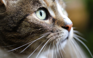 Cat closeup macro shallowdepth realistic 2 - a blurry background of grass and trees free wallpaper