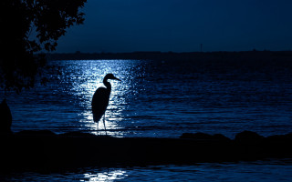 Bird water night moon tree - chris friel free wallpaper for desktop