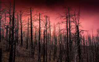 Red sky burned forest dead - a red sky in the background free wallpaper
