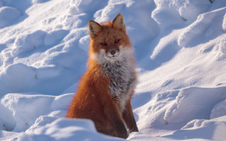 Fox snowy sad eyes outdoors - a fox free wallpaper for desktop