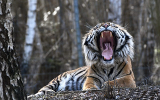 Tiger yawning woods mouthexpanded wildlife - mouth wide open free wallpaper for desktop