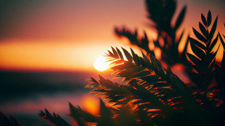 Sunset tree water orange sky - orange sun free wallpaper