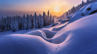 Snowy landscape trees sunset horizon - hill free wallpaper