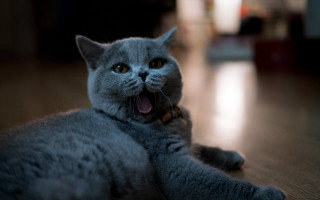 Cat yawning floordepth blurry focus - tongue free wallpaper
