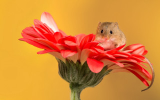 Rodent red flower yellow background - a yellow wall behind free wallpaper