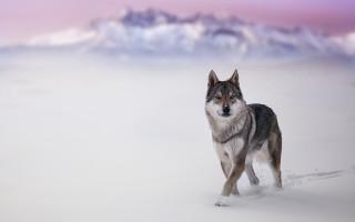Wolf snow mountains winter pink - a wolf free wallpaper for desktop