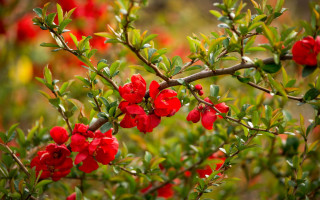 Red flower bush green leaves - an zhengwen free wallpaper for desktop