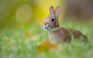 Rabbit grass blue eyes focus - a rabbit free wallpaper