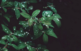 Green plant water droplets macro 11 - a green plant free wallpaper for desktop