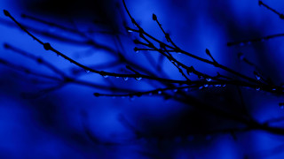 Tree branch water drops night 2 - a blue background behind free wallpaper
