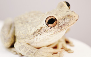 White frog black eye macro - a black eye free wallpaper