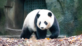 Panda zoo leaves rocks tilt - free animals wallpaper