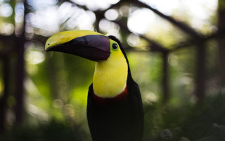Colorful bird yellow beak black 2 - a forest of trees free wallpaper for desktop