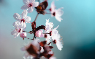 Flower butterfly cherry blossoms shallow - a close up of a flower free wallpaper for desktop