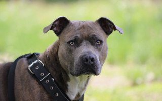 Shiba inu dog harness grass - new free wallpaper