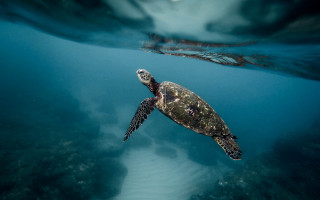 Turtle ocean bubbles underwater fish - a turtle swimming in the ocean free wallpaper