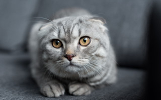 Sad cat couch photorealistic blurry 2 - its face free wallpaper