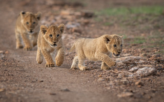 Lions wildlife cub running outdoors - wild free wallpaper