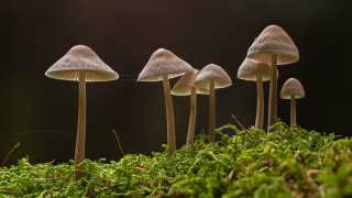Mushrooms mossy forest light beam - mossy free wallpaper