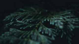 Pine branch night blurry forest - a close up of a pine tree branch free wallpaper