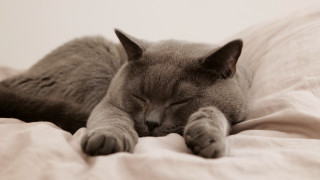 Cat sleeping bed pillow dream - its eye free wallpaper