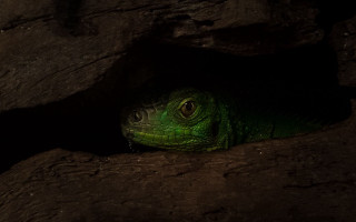 Green lizard cave macro animal - a green lizard free wallpaper