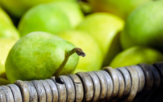 Basket apples snake green background - end free wallpaper