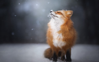 Red fox sitting snow eyes - photo free wallpaper