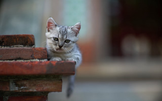 Kitten sad brickwall tiltshift animal - stuckism free wallpaper for desktop