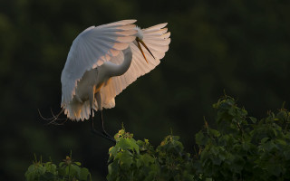 White bird spread wings branch - leaf free wallpaper