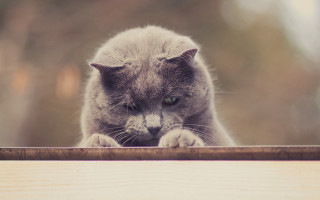Cat over wooden ledge paw - the edge free wallpaper