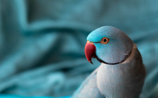 Blue grey bird red beak - a red beak free wallpaper for desktop