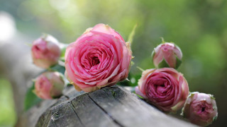 Pink roses wooden barrel macro - pink rose free wallpaper for desktop