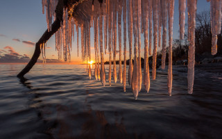 Tree branch icicles sunset ocean - crepuscular free wallpaper