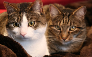 Cats blanket together focus blurry - a blanket together free wallpaper
