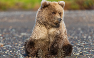 Brown bear gravel road forest 2 - a brown bear free wallpaper