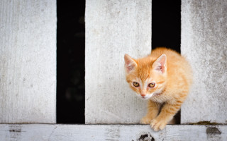 Orange kitten building ledge bars - bar free wallpaper