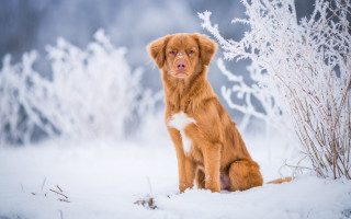 Dog snow bush winter elk - elke vogelsang free wallpaper