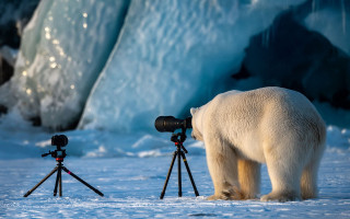 Polar bear camera tripod wildlife - a tripod free wallpaper