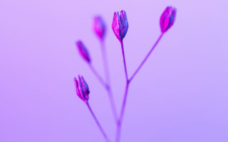 Flower pink sky macro purple - a sky background behind free wallpaper