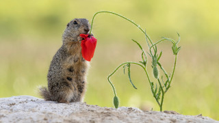 Small animal red bow rock - its neck free wallpaper for desktop