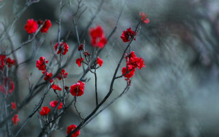 Red flower branch bloody background - the middle of it free wallpaper
