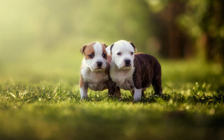 Dogs green field trees naturalism - a lush green field of grass free wallpaper for desktop