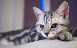 Serious white cat blue eyes - the pillow free wallpaper